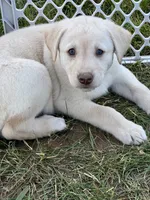 Egg, a male Siberian Husky and Labrador Retriever for sale in Frederica, DE – 1 of 3