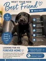 Bandit, a male Siberian Husky and Labrador Retriever for sale in Frederica, DE – 1 of 1