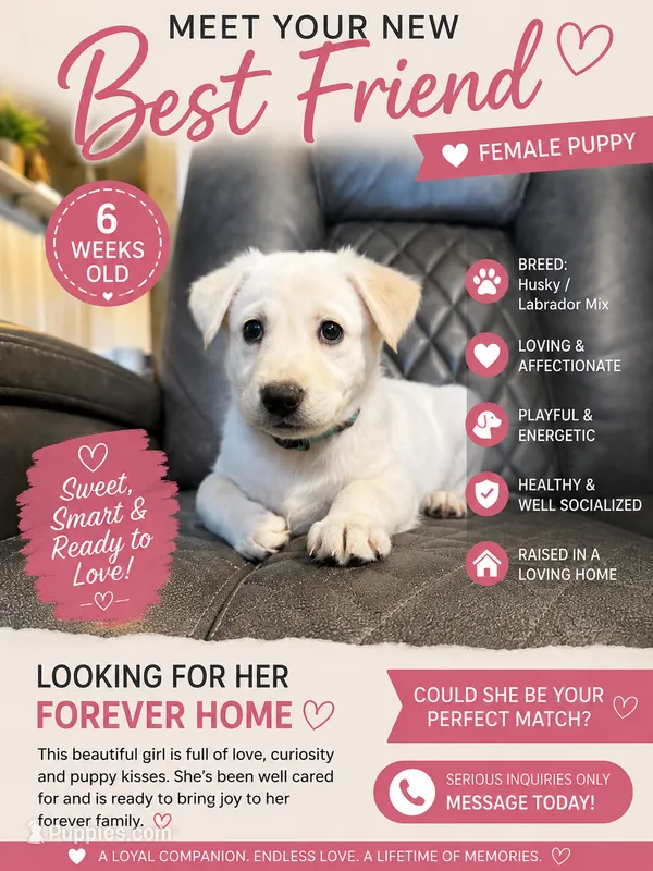 Nanook – Siberian Husky, Labrador Retriever puppy for sale in Frederica, DE