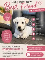 Nanook, a female Siberian Husky and Labrador Retriever for sale in Frederica, DE – 1 of 1