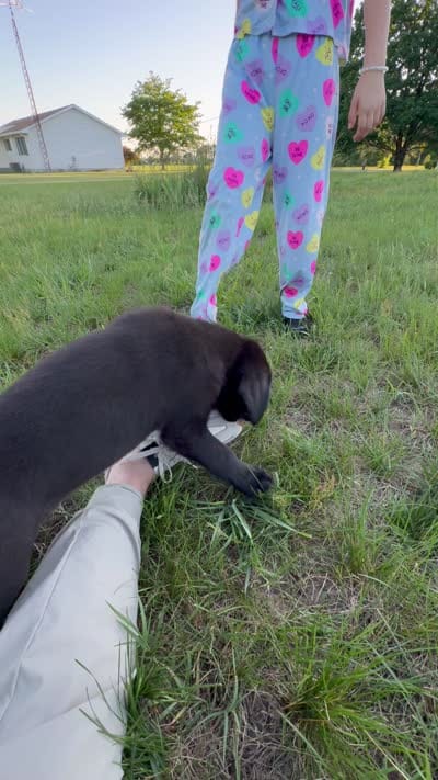 Bandit, a male Siberian Husky and Labrador Retriever for sale in Frederica, DE – 4 of 4