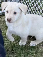 Egg, a male Siberian Husky and Labrador Retriever for sale in Frederica, DE – 2 of 3
