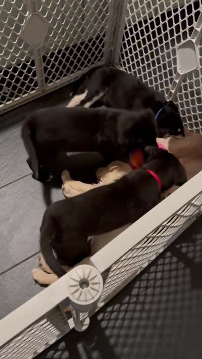 Bandit, a male Siberian Husky and Labrador Retriever for sale in Frederica, DE – 3 of 4