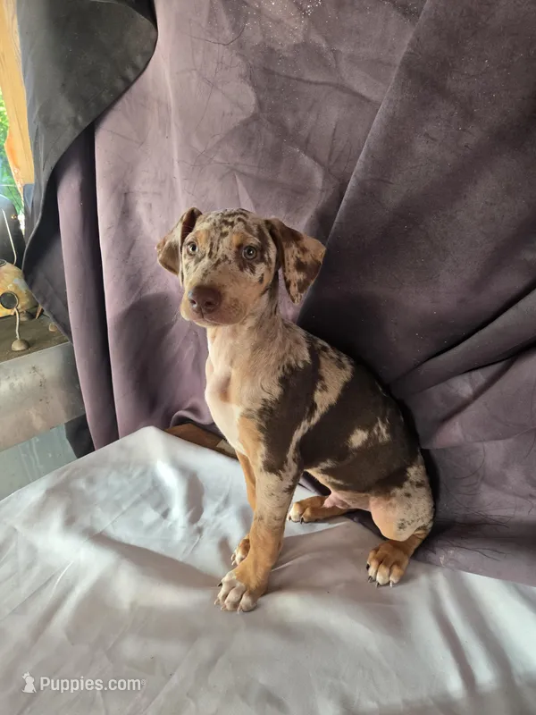 Big Red – Doberman Pinscher puppy for sale in Charlotte, NC