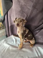 Big Red, a male Doberman Pinscher for sale in Charlotte, NC – Photo 3 of 4