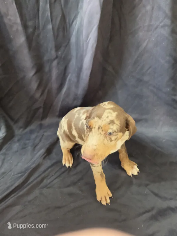 Ember – Doberman Pinscher puppy for sale in Charlotte, NC