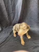 Ember, a female Doberman Pinscher for sale in Charlotte, NC – 1 of 3