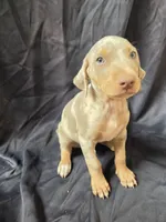 Titan, a male Doberman Pinscher for sale in Charlotte, NC – 3 of 6