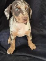 Freya, a female Doberman Pinscher for sale in Charlotte, NC – 6 of 6