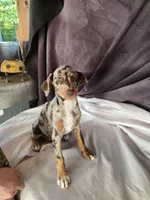 Athena, a female Doberman Pinscher for sale in Charlotte, NC – Photo 2 of 4
