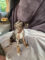Athena, a female Doberman Pinscher for sale in Charlotte, NC – Photo 3 of 4