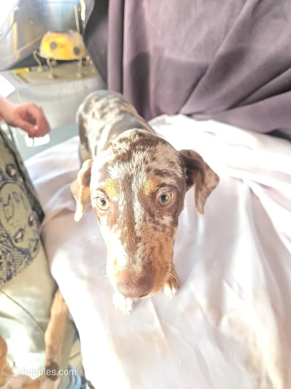 Athena – Doberman Pinscher puppy for sale in Charlotte, NC