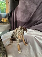 Athena, a female Doberman Pinscher for sale in Charlotte, NC – Photo 4 of 4