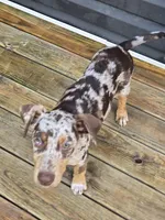 Archie, a male Doberman Pinscher for sale in Charlotte, NC – 5 of 7
