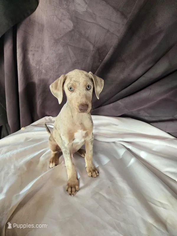 Squeak – Doberman Pinscher puppy for sale in Charlotte, NC