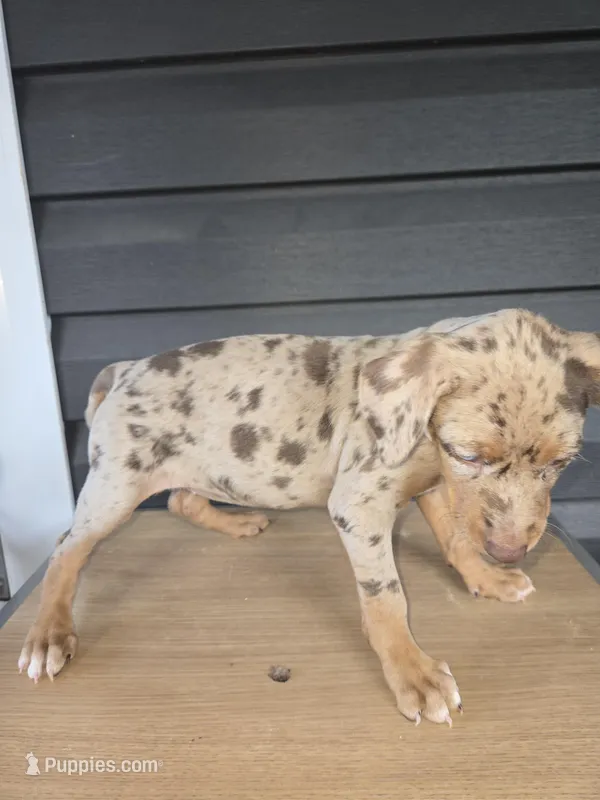 Violet – Doberman Pinscher puppy for sale in Charlotte, NC