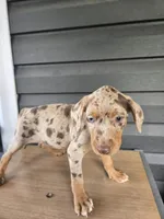 Violet, a female Doberman Pinscher for sale in Charlotte, NC – Photo 2 of 2