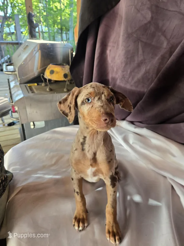 Violet – Doberman Pinscher puppy for sale in Charlotte, NC
