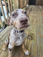 Archie, a male Doberman Pinscher for sale in Charlotte, NC – 4 of 7