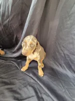 Freya, a female Doberman Pinscher for sale in Charlotte, NC – 3 of 6