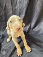 Titan, a male Doberman Pinscher for sale in Charlotte, NC – 5 of 6