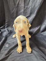Titan, a male Doberman Pinscher for sale in Charlotte, NC – 6 of 6