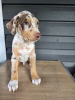 Max, a male Doberman Pinscher for sale in Charlotte, NC – Photo 2 of 2