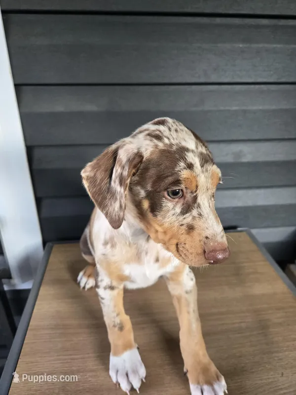 Max – Doberman Pinscher puppy for sale in Charlotte, NC