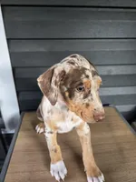 Max, a male Doberman Pinscher for sale in Charlotte, NC – Photo 1 of 2