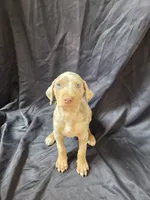 Titan, a male Doberman Pinscher for sale in Charlotte, NC – 1 of 6