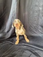 Freya, a female Doberman Pinscher for sale in Charlotte, NC – 5 of 6