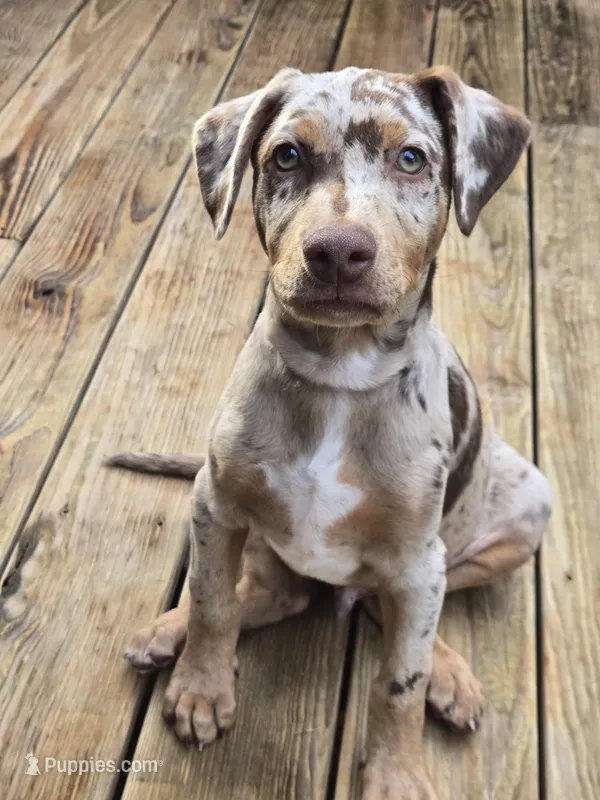 Ruger – Doberman Pinscher puppy for sale in Charlotte, NC