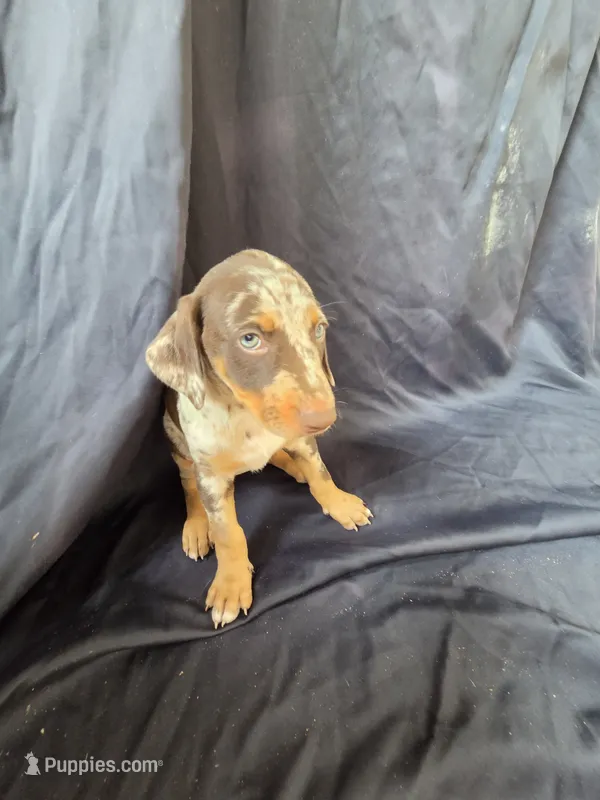 Freya – Doberman Pinscher puppy for sale in Charlotte, NC