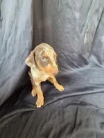 Freya, a female Doberman Pinscher for sale in Charlotte, NC – 1 of 6