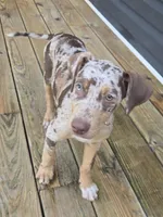 Archie, a male Doberman Pinscher for sale in Charlotte, NC – 2 of 7