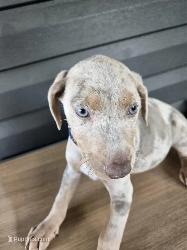 Squeak, a male Doberman Pinscher for sale in Charlotte, NC – Photo 1 of 2