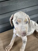 Squeak, a male Doberman Pinscher for sale in Charlotte, NC – Photo 1 of 2