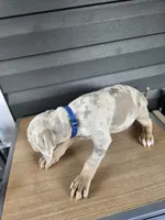 Squeak, a male Doberman Pinscher for sale in Charlotte, NC – Photo 2 of 2