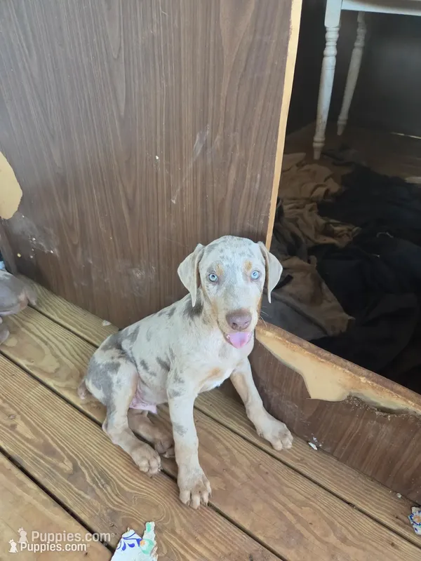Atlas – Doberman Pinscher puppy for sale in Charlotte, NC