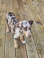 Archie, a male Doberman Pinscher for sale in Charlotte, NC – 7 of 7
