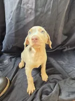 Atlas, a male Doberman Pinscher for sale in Charlotte, NC – 4 of 5