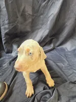 Atlas, a male Doberman Pinscher for sale in Charlotte, NC – 3 of 5
