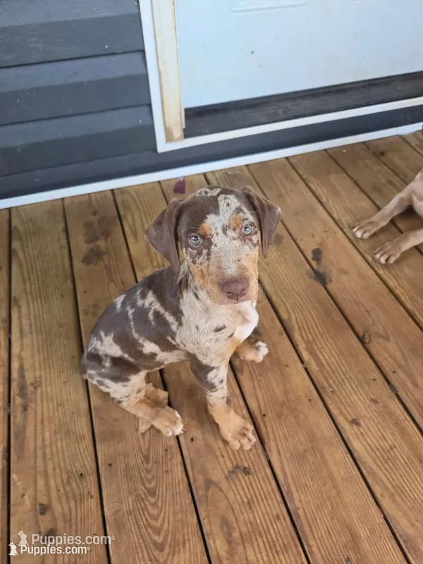 Ember – Doberman Pinscher puppy for sale in Charlotte, NC