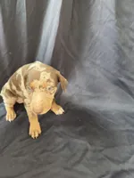 Ember, a female Doberman Pinscher for sale in Charlotte, NC – 2 of 3