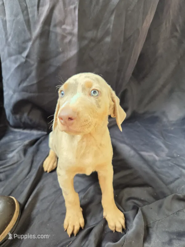 Atlas – Doberman Pinscher puppy for sale in Charlotte, NC