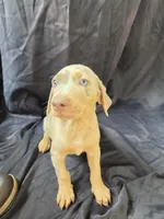 Atlas, a male Doberman Pinscher for sale in Charlotte, NC – 1 of 5