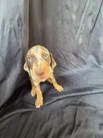 Freya, a female Doberman Pinscher for sale in Charlotte, NC – 2 of 6