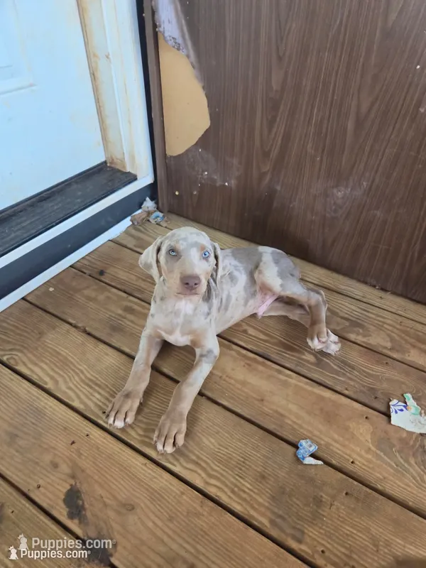 Titan – Doberman Pinscher puppy for sale in Charlotte, NC