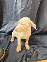 Atlas, a male Doberman Pinscher for sale in Charlotte, NC – 5 of 5