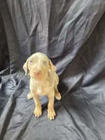 Titan, a male Doberman Pinscher for sale in Charlotte, NC – 4 of 6